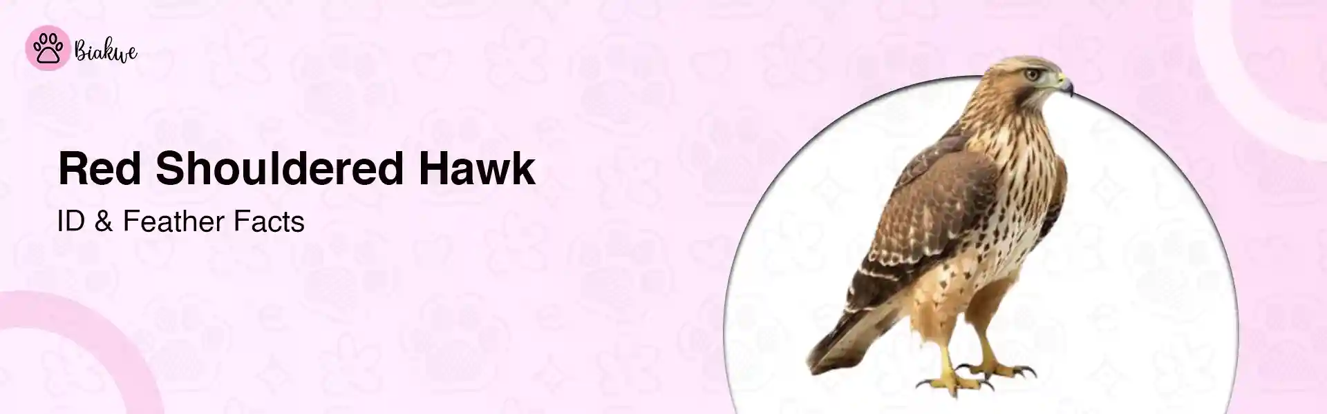 Red Shouldered Hawk How to Identify It & Fascinating Feather Facts