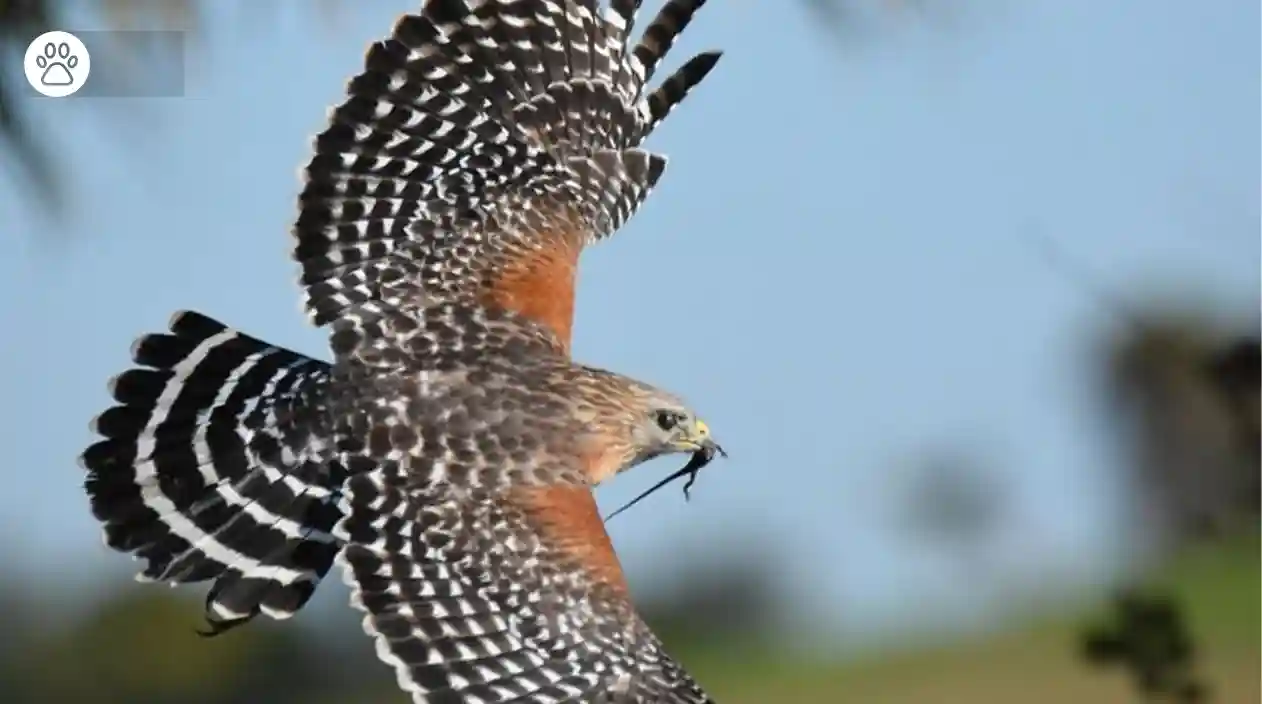 Red Shouldered Hawk Identify It & Fascinating Feather Facts_compressed