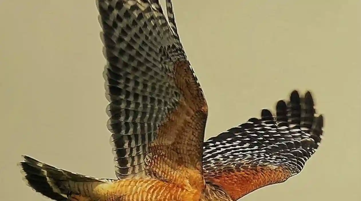 Red Shouldered Hawk
