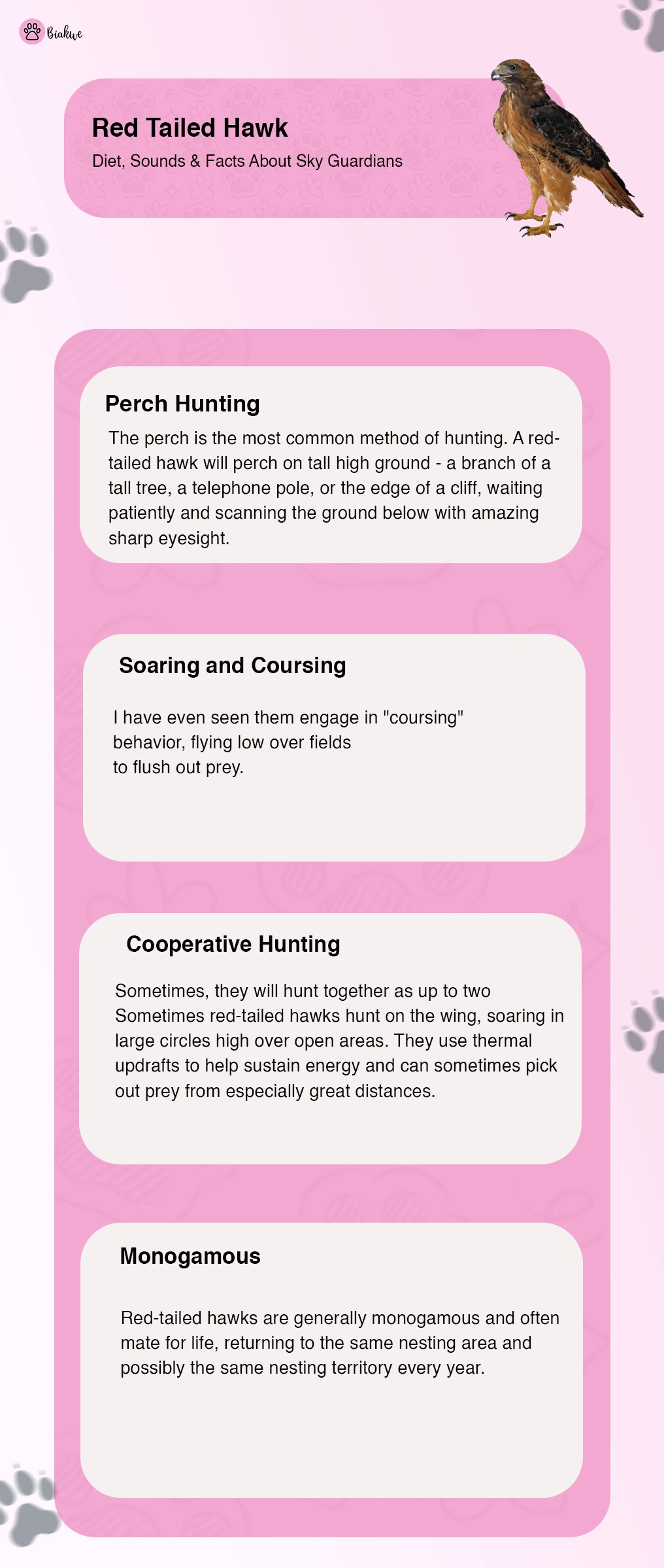 Red Tailed Hawk Facts to Know