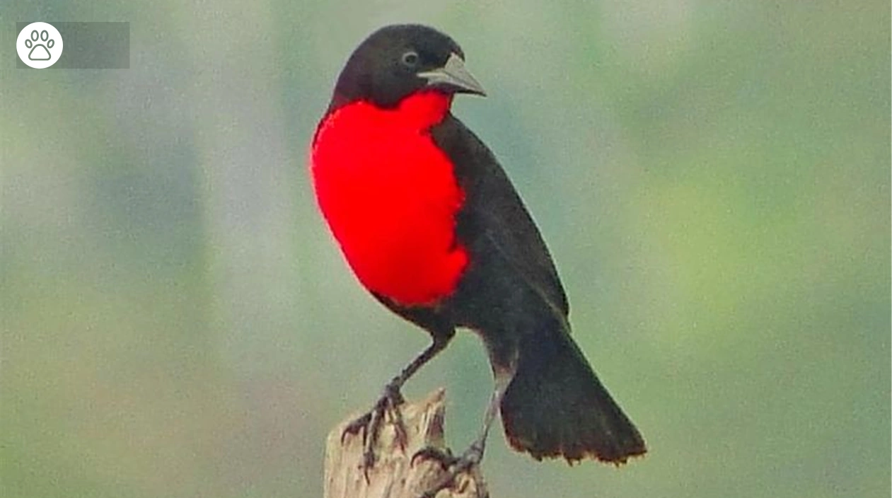 Red Winged Blackbird Identification Guide