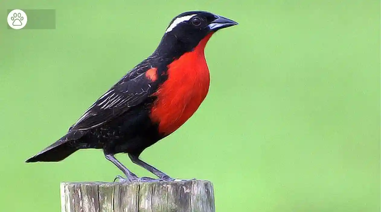 Red Winged Blackbird