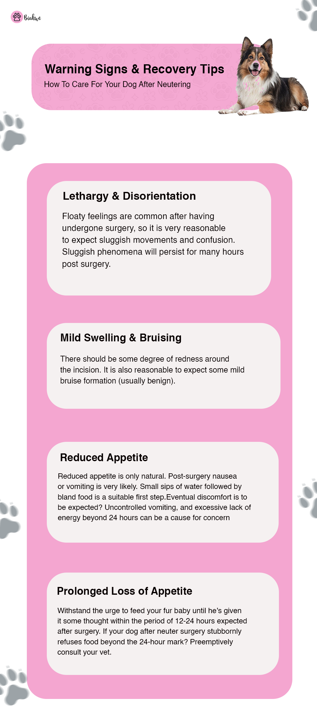 Warning Signs After Neutering Dog & Post Surgery Care Tips