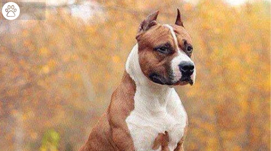 Amstaff American Staffordshire