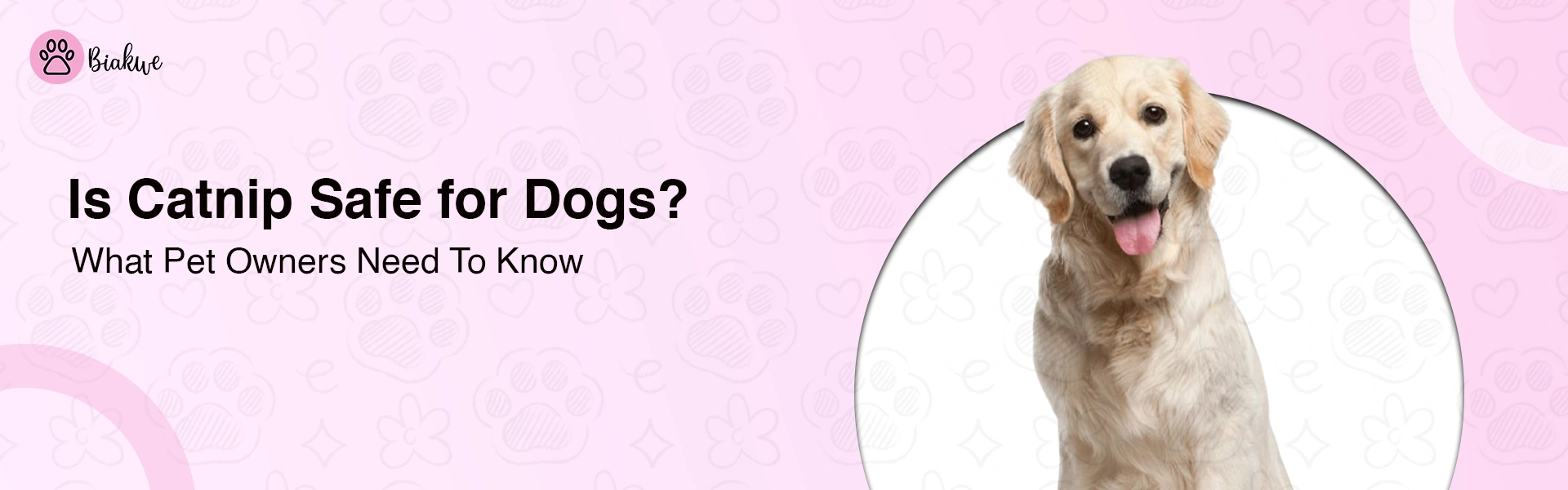 Can Dogs Have Catnip Vet-Backed Answer Inside