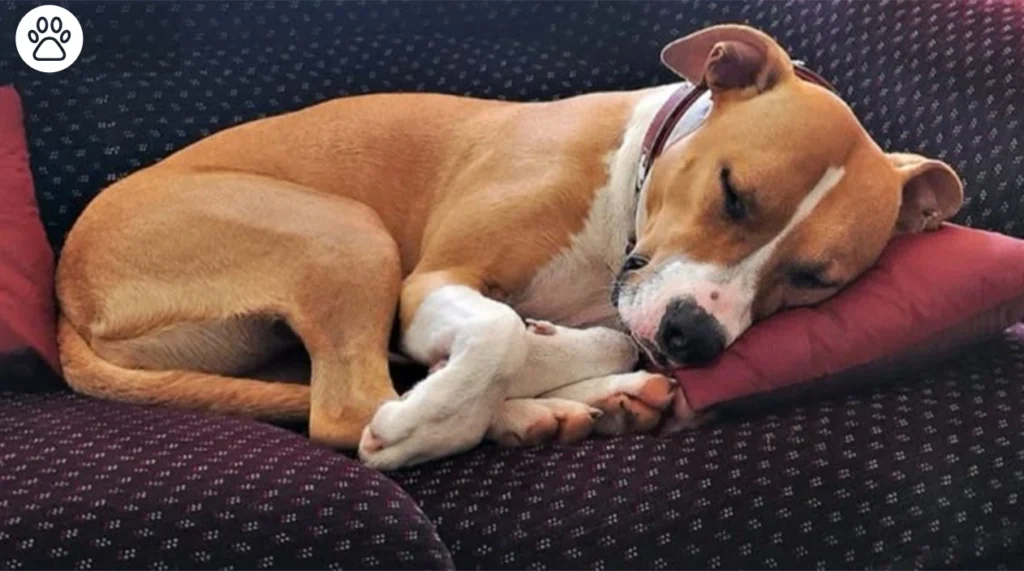 Dog Barking in Sleep Is It Normal or a Red Flag