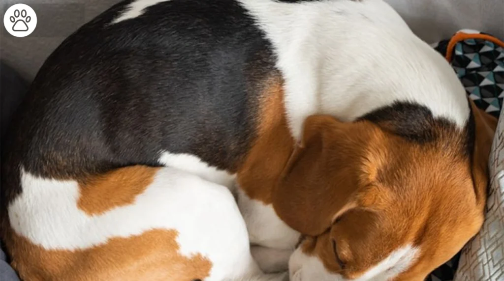 Dog Barking in Sleep – Is It Normal