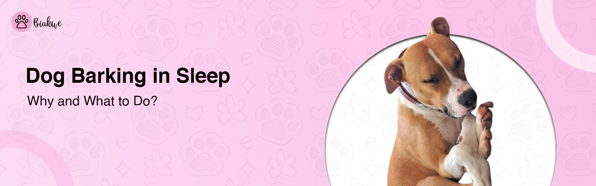 Dog Barking in Sleep – Is It Normal or a Red Flag