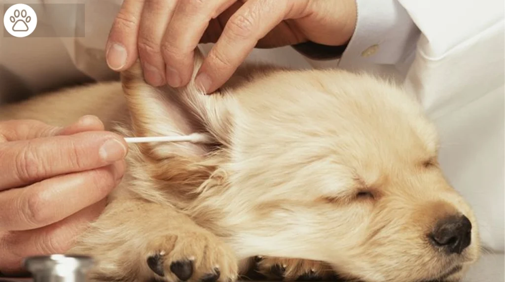 Dog Ear Infection Treatment Home Remedies