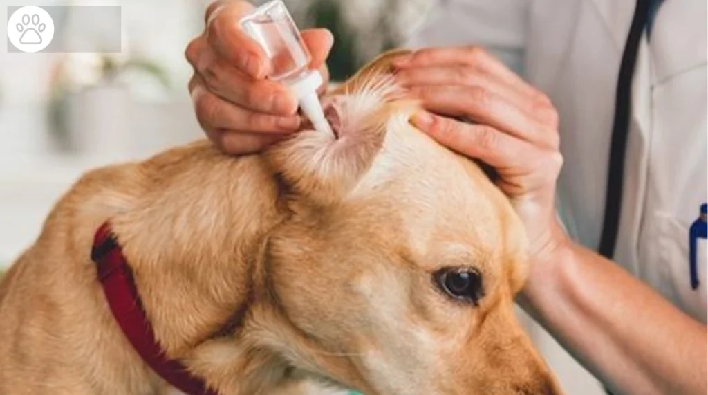 Dog Ear Infection Treatment Remedies