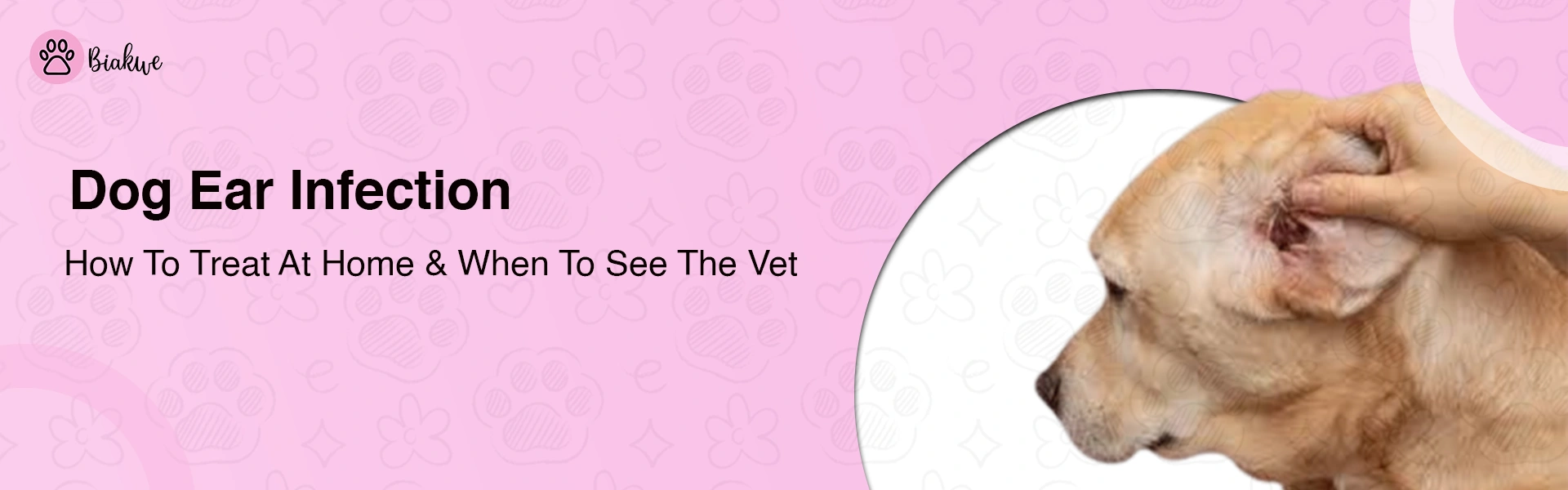 Dog Ear Infection Treatment