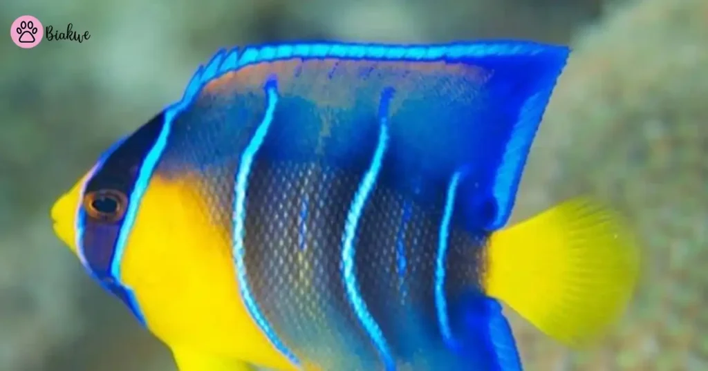 Freshwater Angelfish
