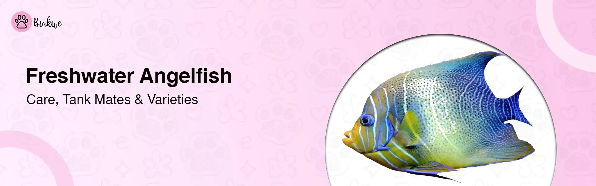 Freshwater Angelfish Care Guide Tank Mates, Varieties & Pro Tips