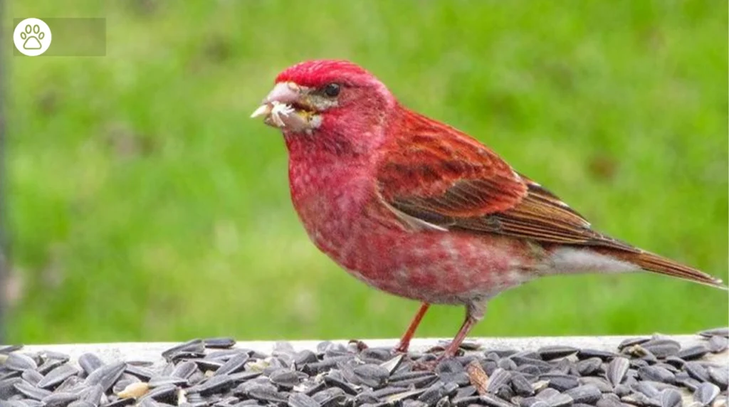 House Finch
