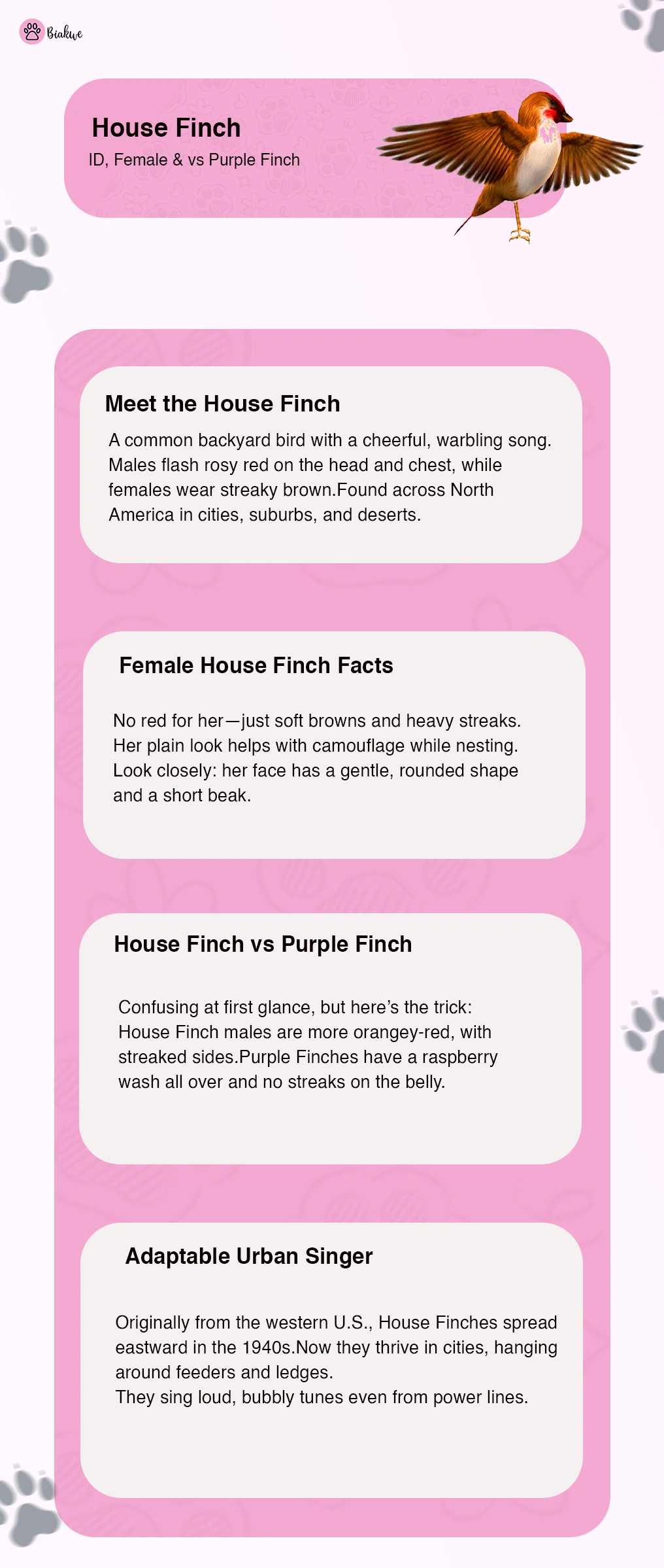 House Finch – Identification