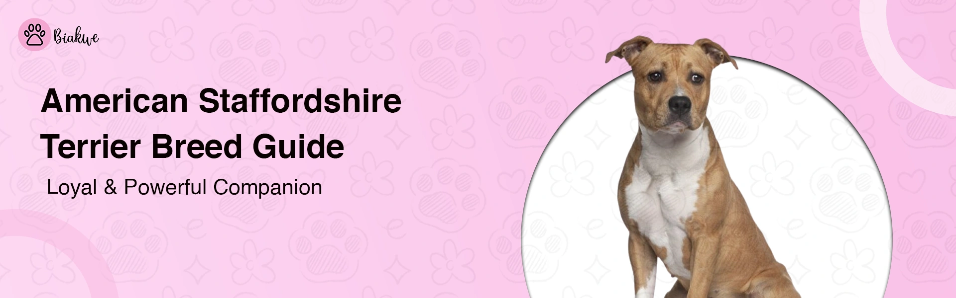 Terrier Mix – Traits, Care Tips and Popular Crossbreeds