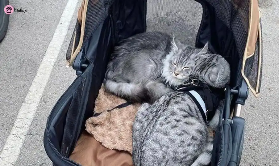cat stroller