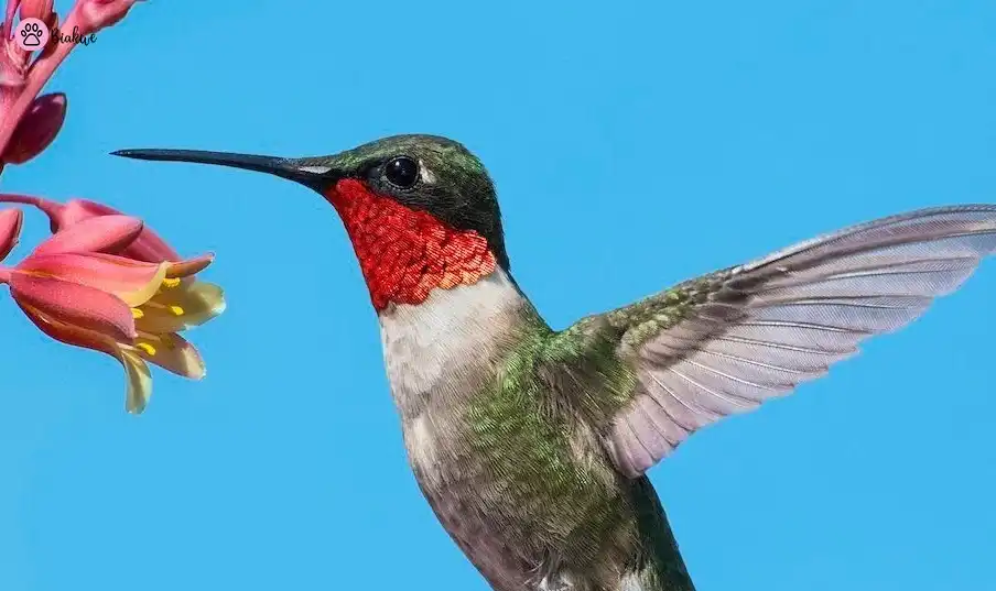 ruby throated hummingbird