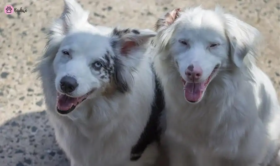 double merle dog