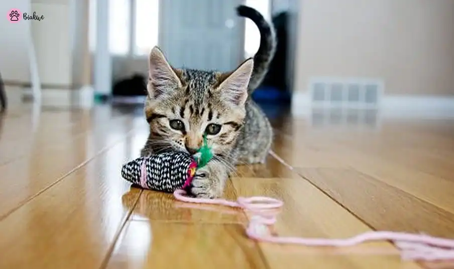 cat biting toys