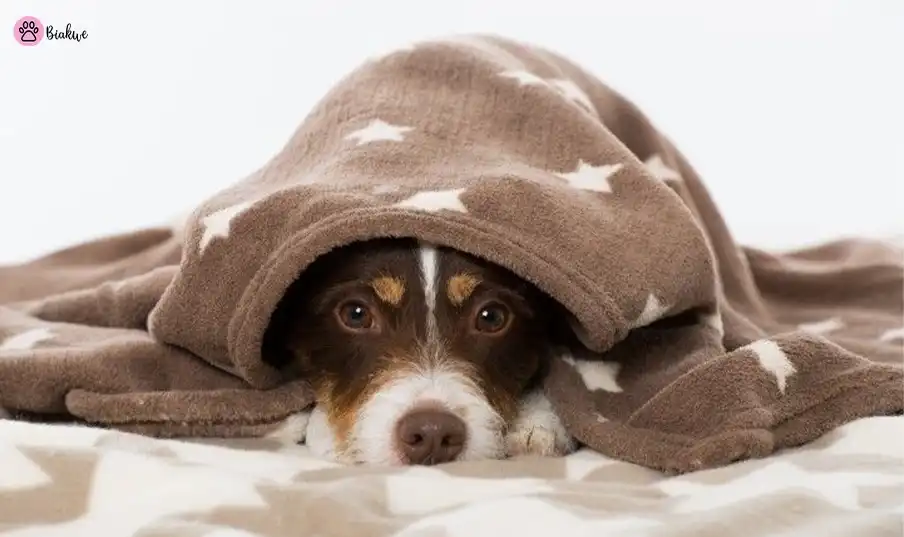 weighted blanket dog