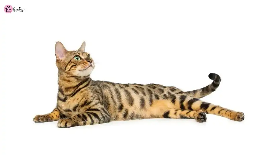 grey tabby cat
