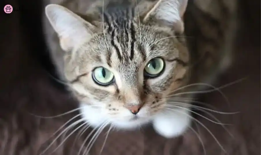 grey tabby
