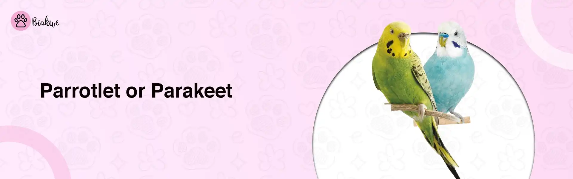 parrotlet