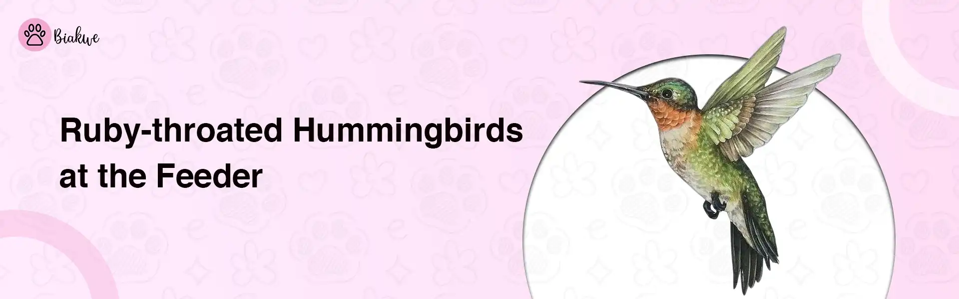 ruby throated hummingbird
