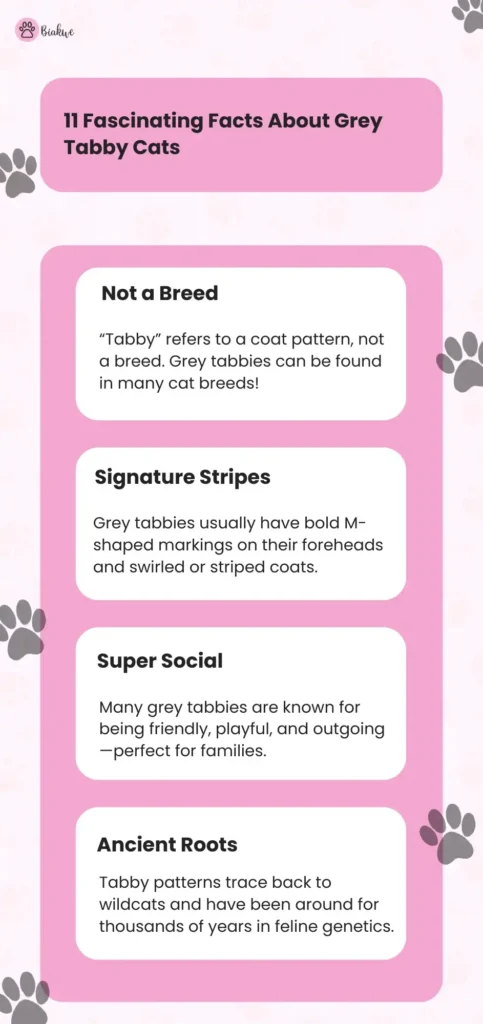 grey tabby cat