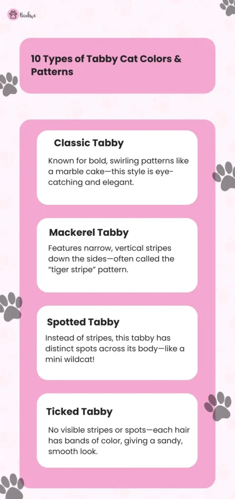 grey tabby