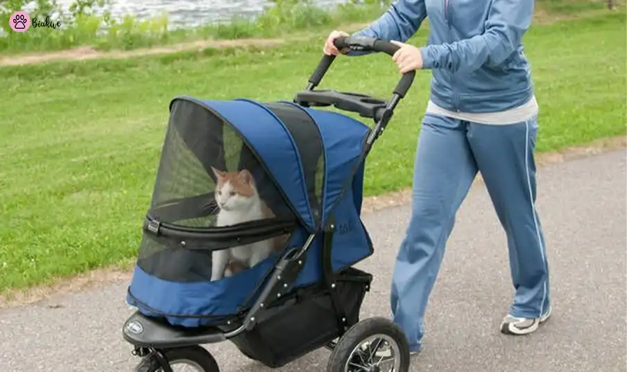 cat stroller