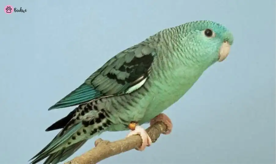 parrotlet