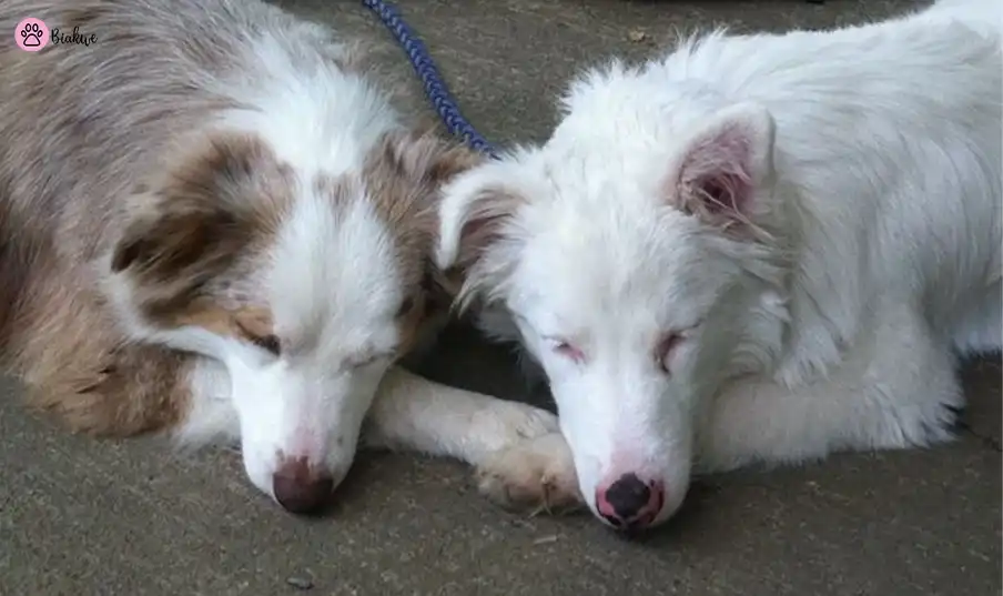 double merle dog
