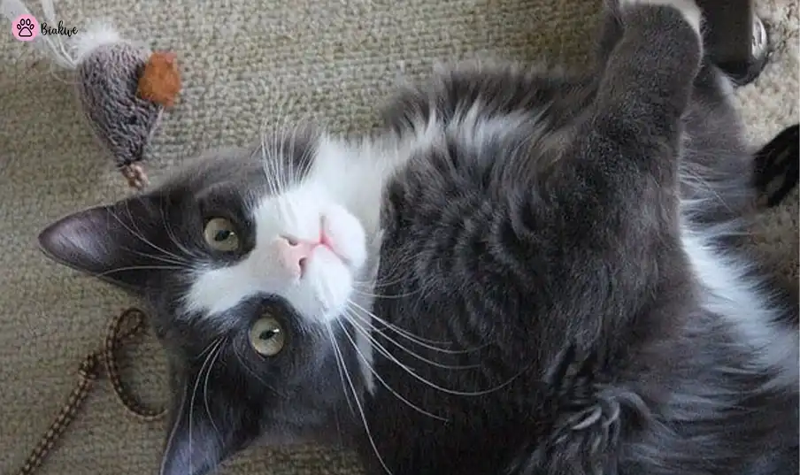 cat biting toys