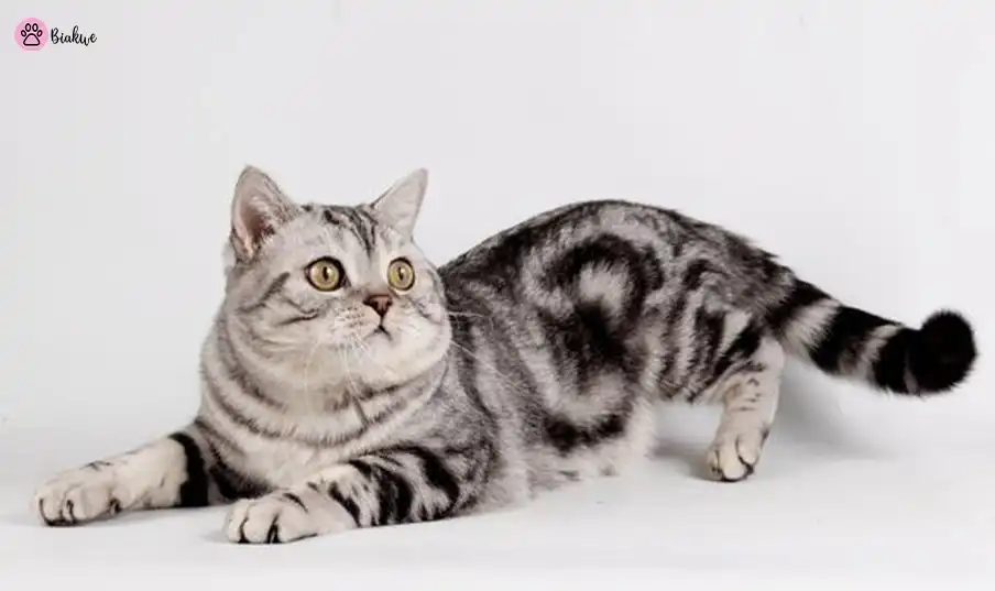 grey tabby cat