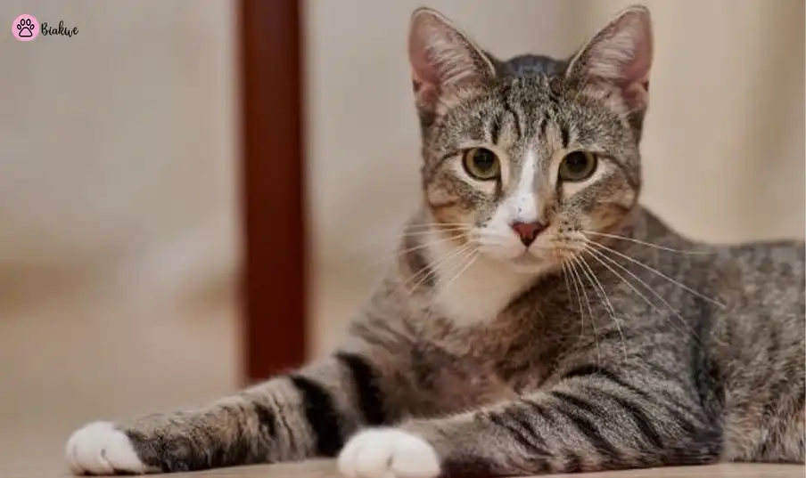 grey tabby