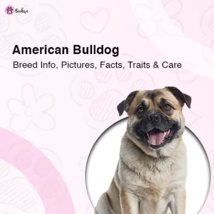 American Bulldogs Breed Info, Facts, Traits and Care
