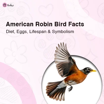 American Robin Bird Facts Diet, Nesting, Lifespan and Symbolic Meaning