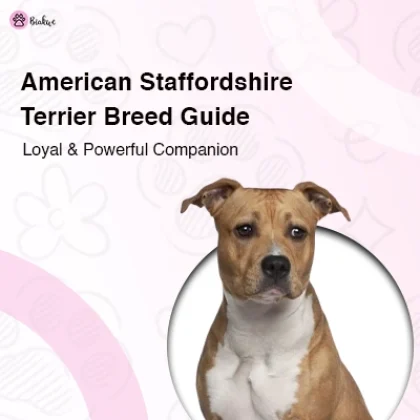 Amstaff American Staffordshire – Temperament, Care and Facts
