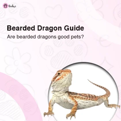Are Bearded Dragons Good Pets, Full guide