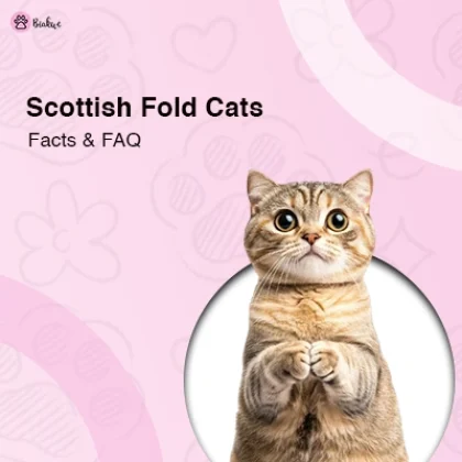 Are Scottish Fold Cats Affectionate Learn facts and FAQs