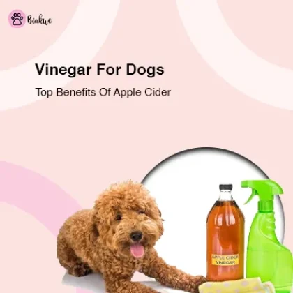 apple cider vinegar dogs