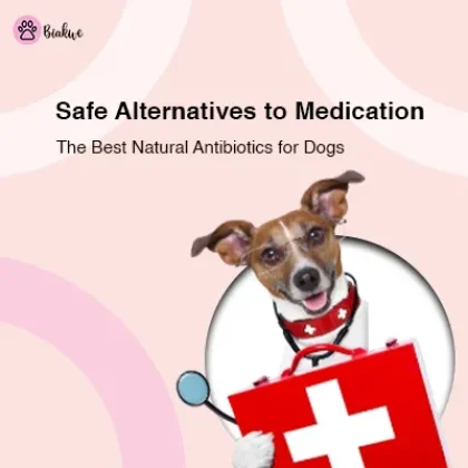 Antibiotics for Dogs: Canine Meds, OTC & Natural Options