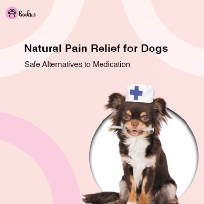 Natural Pain Relief for Dogs: Safe Alternatives to Medication