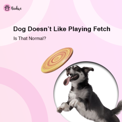 How to Teach a Dog to Play Fetch