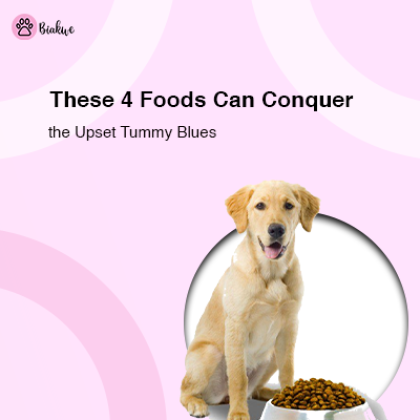 Best Sensitive Stomach Dog Food