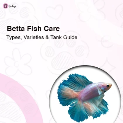 Betta Fish Care
