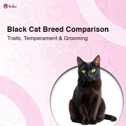 Black Cat Breed Comparison Differences & Similarities