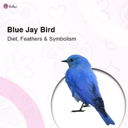 Blue Jay Bird Diet, Feathers and Symbolism